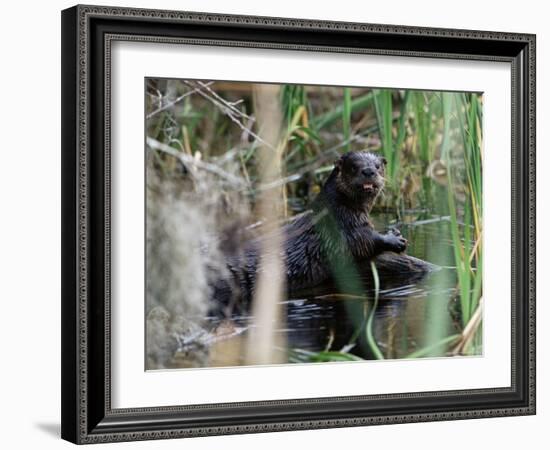 River Otter (Lutra Canadensis), Big Cypress Nature Preserve, Florida-James Hager-Framed Photographic Print