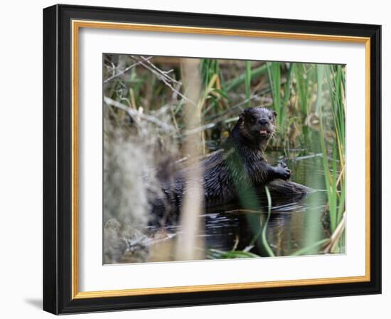 River Otter (Lutra Canadensis), Big Cypress Nature Preserve, Florida-James Hager-Framed Photographic Print