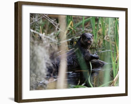 River Otter (Lutra Canadensis), Big Cypress Nature Preserve, Florida-James Hager-Framed Photographic Print