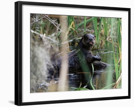 River Otter (Lutra Canadensis), Big Cypress Nature Preserve, Florida-James Hager-Framed Photographic Print