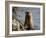 River Otter (Lutra Canadensis), Near Nanaimo, British Columbia, Canada, North America-James Hager-Framed Photographic Print