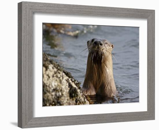 River Otter (Lutra Canadensis), Near Nanaimo, British Columbia, Canada, North America-James Hager-Framed Photographic Print