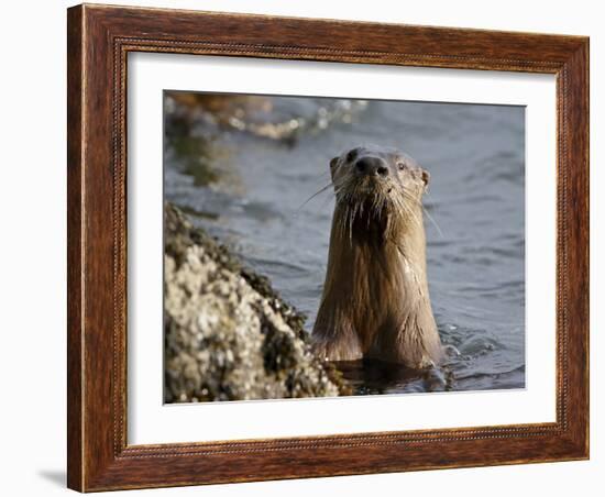 River Otter (Lutra Canadensis), Near Nanaimo, British Columbia, Canada, North America-James Hager-Framed Photographic Print