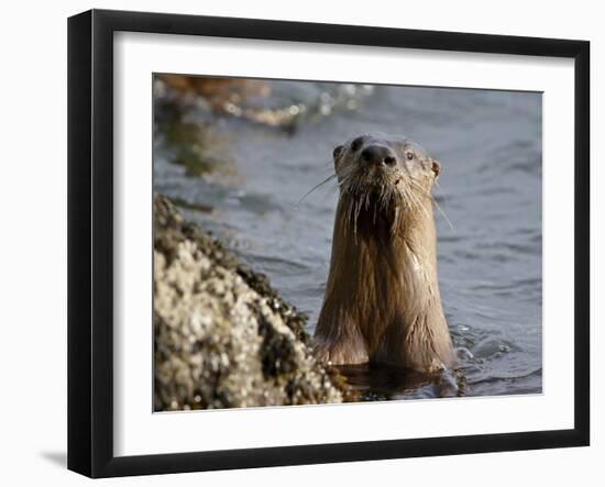 River Otter (Lutra Canadensis), Near Nanaimo, British Columbia, Canada, North America-James Hager-Framed Photographic Print