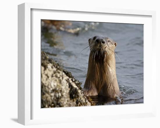 River Otter (Lutra Canadensis), Near Nanaimo, British Columbia, Canada, North America-James Hager-Framed Photographic Print