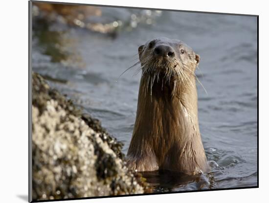 River Otter (Lutra Canadensis), Near Nanaimo, British Columbia, Canada, North America-James Hager-Mounted Photographic Print