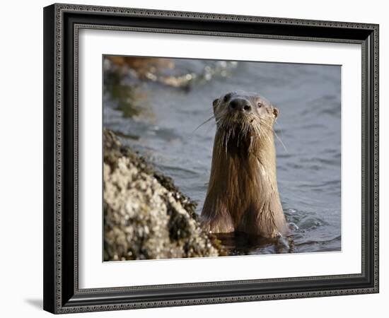 River Otter (Lutra Canadensis), Near Nanaimo, British Columbia, Canada, North America-James Hager-Framed Photographic Print