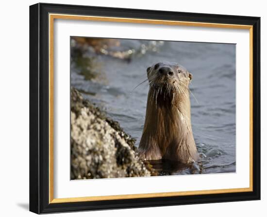 River Otter (Lutra Canadensis), Near Nanaimo, British Columbia, Canada, North America-James Hager-Framed Photographic Print
