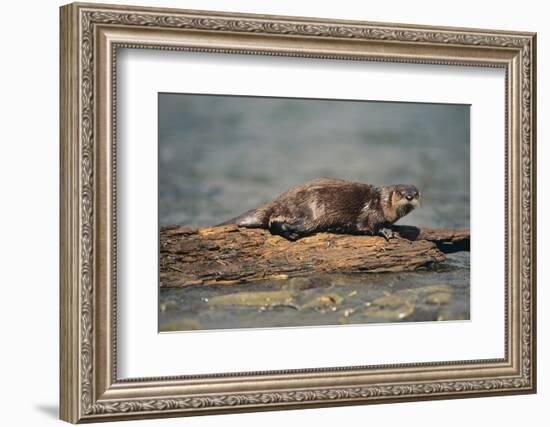 River Otter on Driftwood-DLILLC-Framed Photographic Print