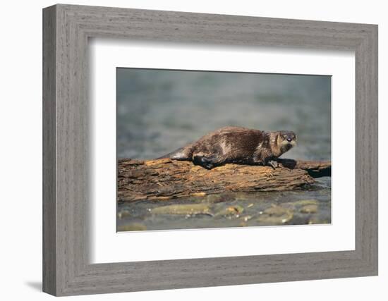 River Otter on Driftwood-DLILLC-Framed Photographic Print