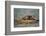 River Otter on Driftwood-DLILLC-Framed Photographic Print