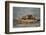 River Otter on Driftwood-DLILLC-Framed Photographic Print