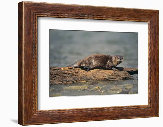 River Otter on Driftwood-DLILLC-Framed Photographic Print