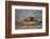 River Otter on Driftwood-DLILLC-Framed Photographic Print