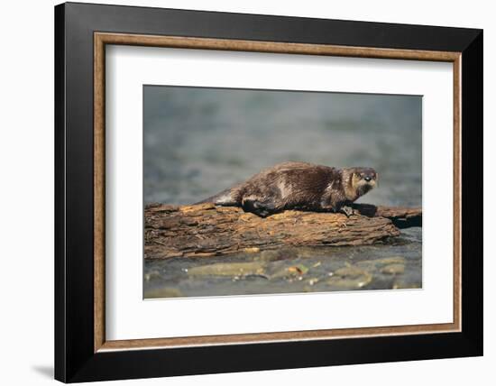 River Otter on Driftwood-DLILLC-Framed Photographic Print