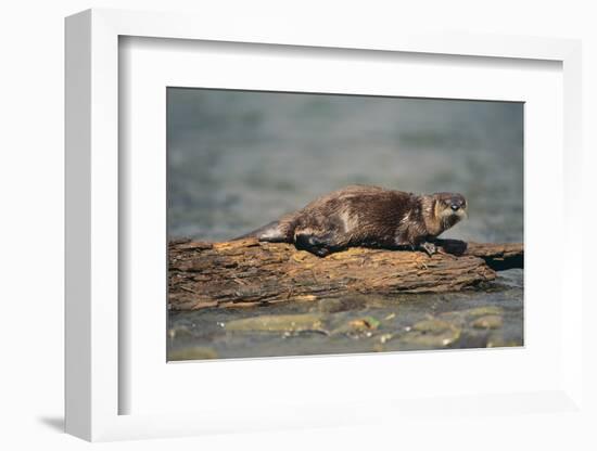 River Otter on Driftwood-DLILLC-Framed Photographic Print