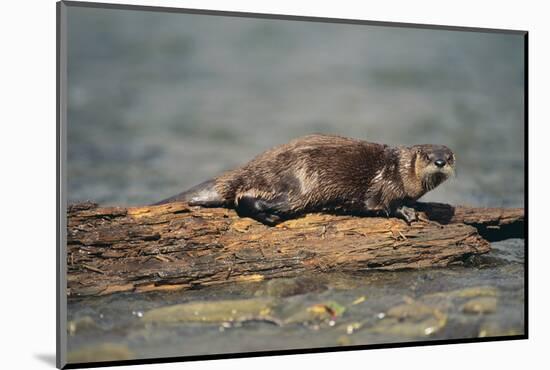 River Otter on Driftwood-DLILLC-Mounted Photographic Print