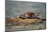 River Otter on Driftwood-DLILLC-Mounted Photographic Print