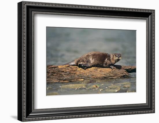 River Otter on Driftwood-DLILLC-Framed Photographic Print