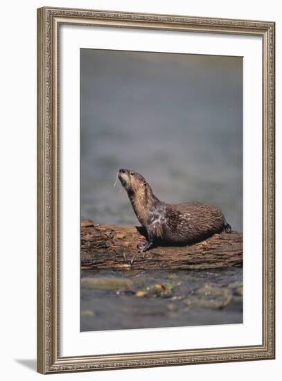 River Otter on Driftwood-DLILLC-Framed Photographic Print