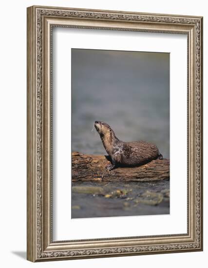 River Otter on Driftwood-DLILLC-Framed Photographic Print