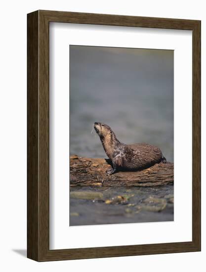 River Otter on Driftwood-DLILLC-Framed Photographic Print