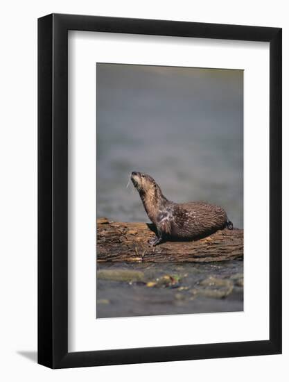 River Otter on Driftwood-DLILLC-Framed Photographic Print