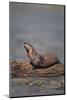 River Otter on Driftwood-DLILLC-Mounted Photographic Print