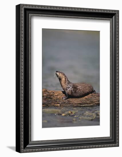 River Otter on Driftwood-DLILLC-Framed Photographic Print