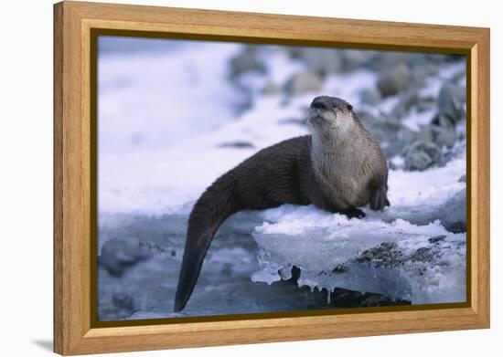 River Otter on Ice by River-DLILLC-Framed Premier Image Canvas