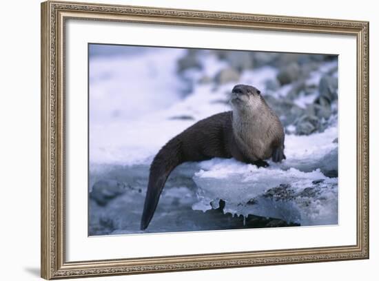 River Otter on Ice by River-DLILLC-Framed Photographic Print