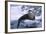 River Otter on Ice by River-DLILLC-Framed Photographic Print