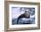 River Otter on Ice by River-DLILLC-Framed Photographic Print