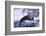 River Otter on Ice by River-DLILLC-Framed Photographic Print