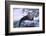 River Otter on Ice by River-DLILLC-Framed Photographic Print