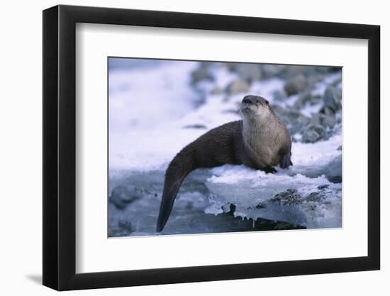 River Otter on Ice by River-DLILLC-Framed Photographic Print