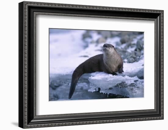 River Otter on Ice by River-DLILLC-Framed Photographic Print