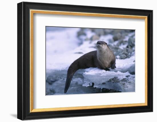 River Otter on Ice by River-DLILLC-Framed Photographic Print