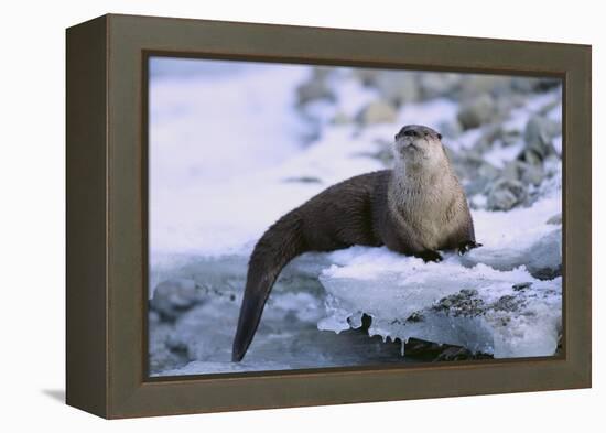 River Otter on Icy Riverbank-DLILLC-Framed Premier Image Canvas