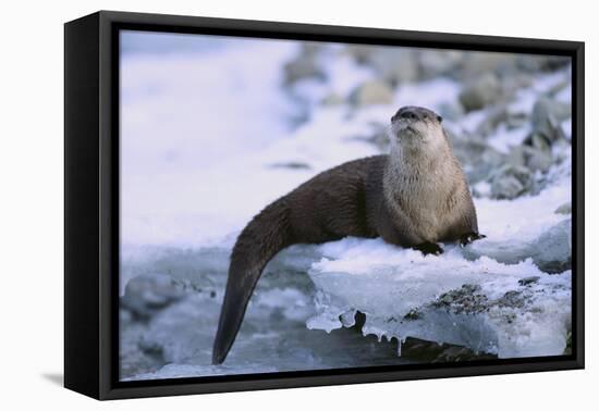 River Otter on Icy Riverbank-DLILLC-Framed Premier Image Canvas