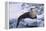 River Otter on Icy Riverbank-DLILLC-Framed Premier Image Canvas