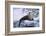 River Otter on Icy Riverbank-DLILLC-Framed Photographic Print