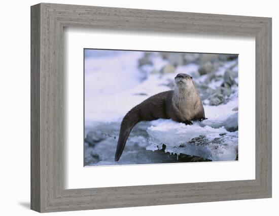 River Otter on Icy Riverbank-DLILLC-Framed Photographic Print