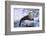 River Otter on Icy Riverbank-DLILLC-Framed Photographic Print