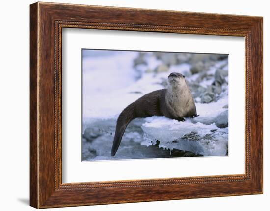 River Otter on Icy Riverbank-DLILLC-Framed Photographic Print