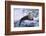 River Otter on Icy Riverbank-DLILLC-Framed Photographic Print