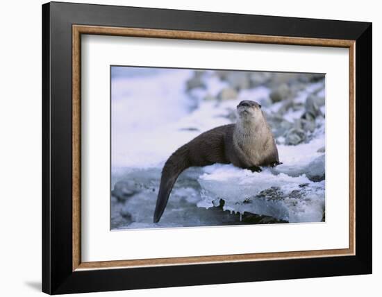 River Otter on Icy Riverbank-DLILLC-Framed Photographic Print