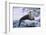 River Otter on Icy Riverbank-DLILLC-Framed Photographic Print