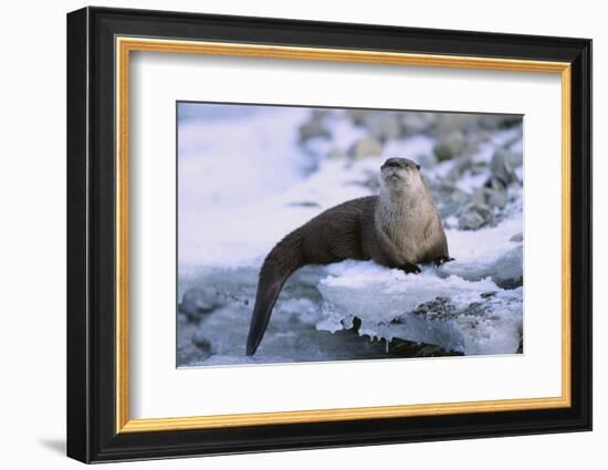 River Otter on Icy Riverbank-DLILLC-Framed Photographic Print