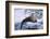 River Otter on Icy Riverbank-DLILLC-Framed Photographic Print